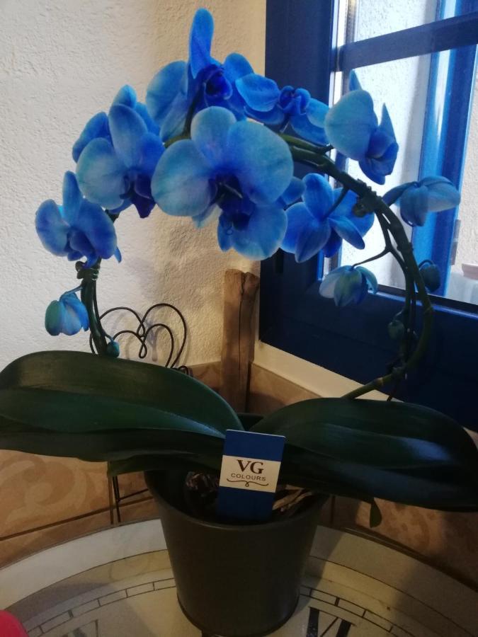 Parfumu Di Celu Hotel Santa-Lucia-di-Mercurio Ngoại thất bức ảnh